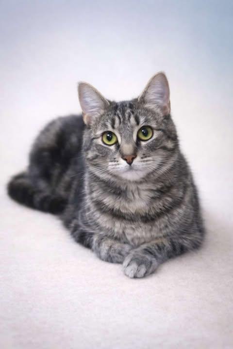 Enlarge Silver, a Adoptable mixed breed in North Haledon, NJ image 6/6