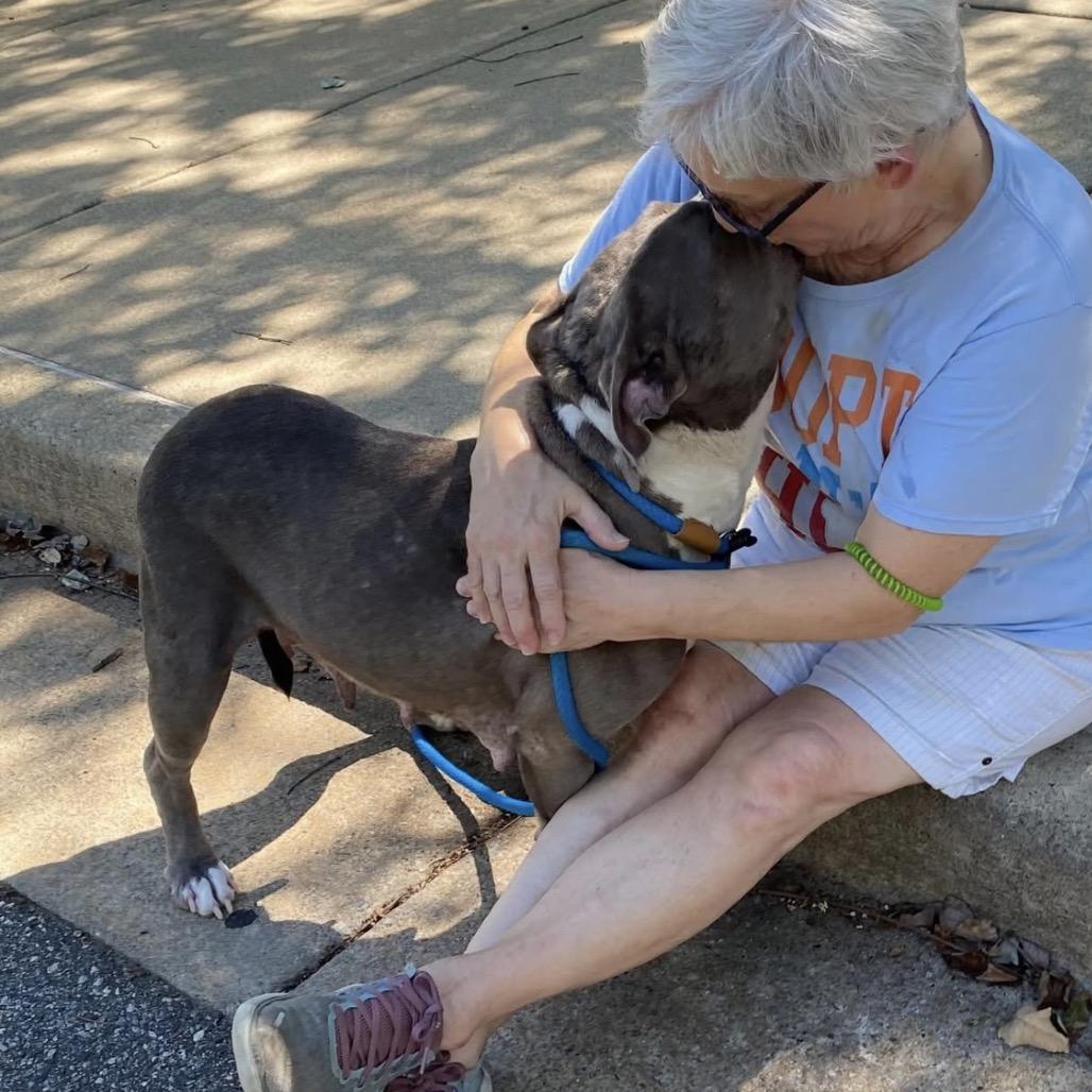 Malinda 0772, Adoptable, Adult Female Mixed Breed.