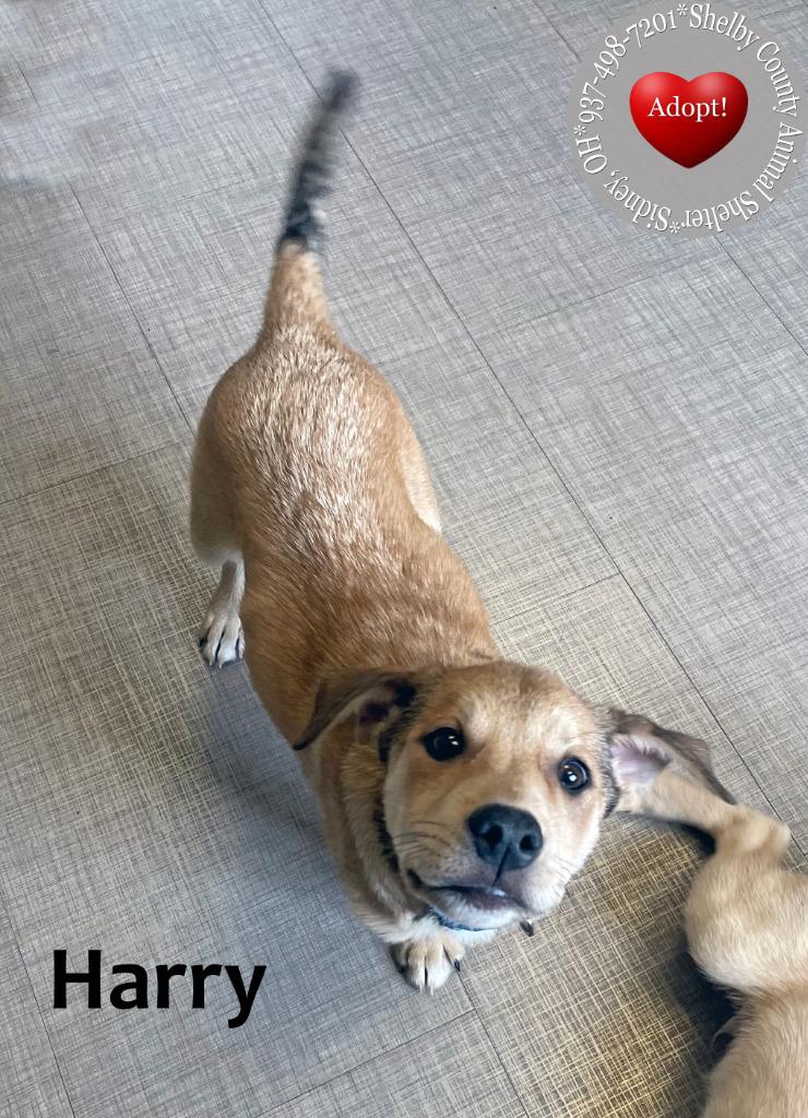 Harry Yrly 382, Adoptable, Puppy Male Labrador Retriever.