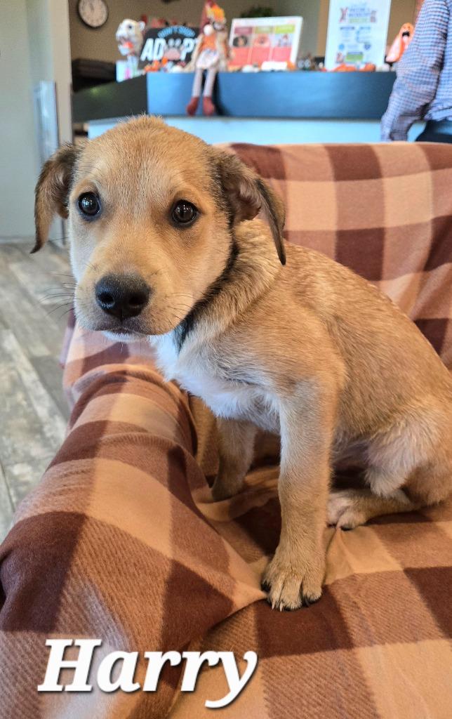Enlarge Harry Yrly 382, a Adoptable mixed breed in Sidney, OH image 2/2