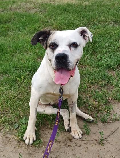 Dharma, Adoptable, Senior Female Mixed Breed & Mixed Breed.