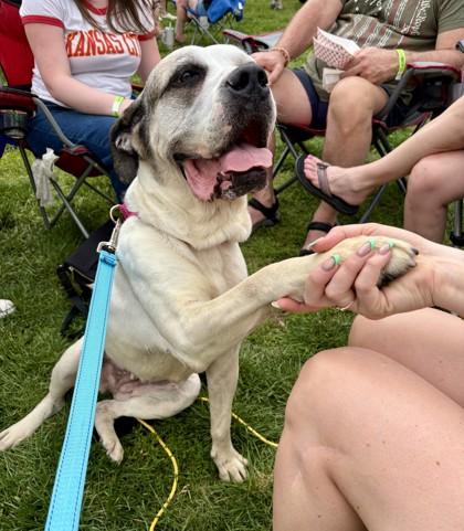 Dharma, a Adoptable mixed breed in Kansas City, MO image 2/3