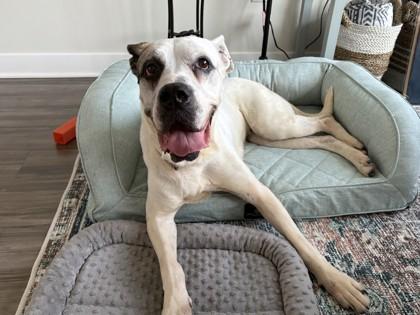 Dharma, a Adoptable mixed breed in Kansas City, MO image 3/3