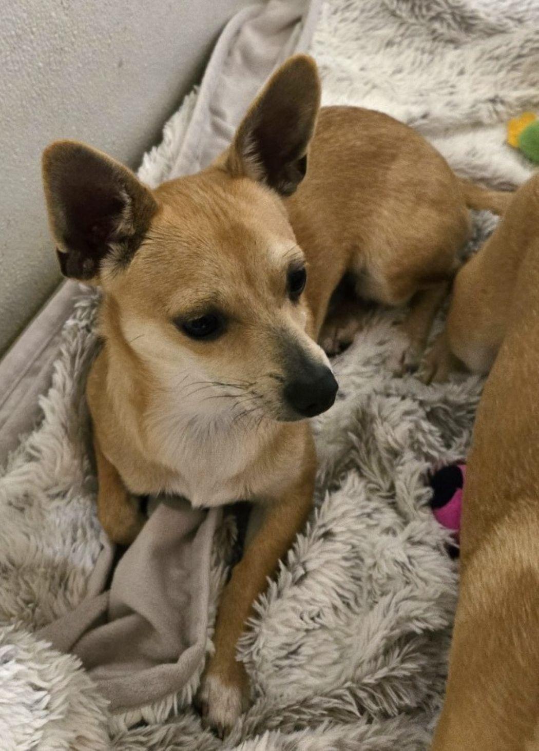 Joey — thumbnail 2