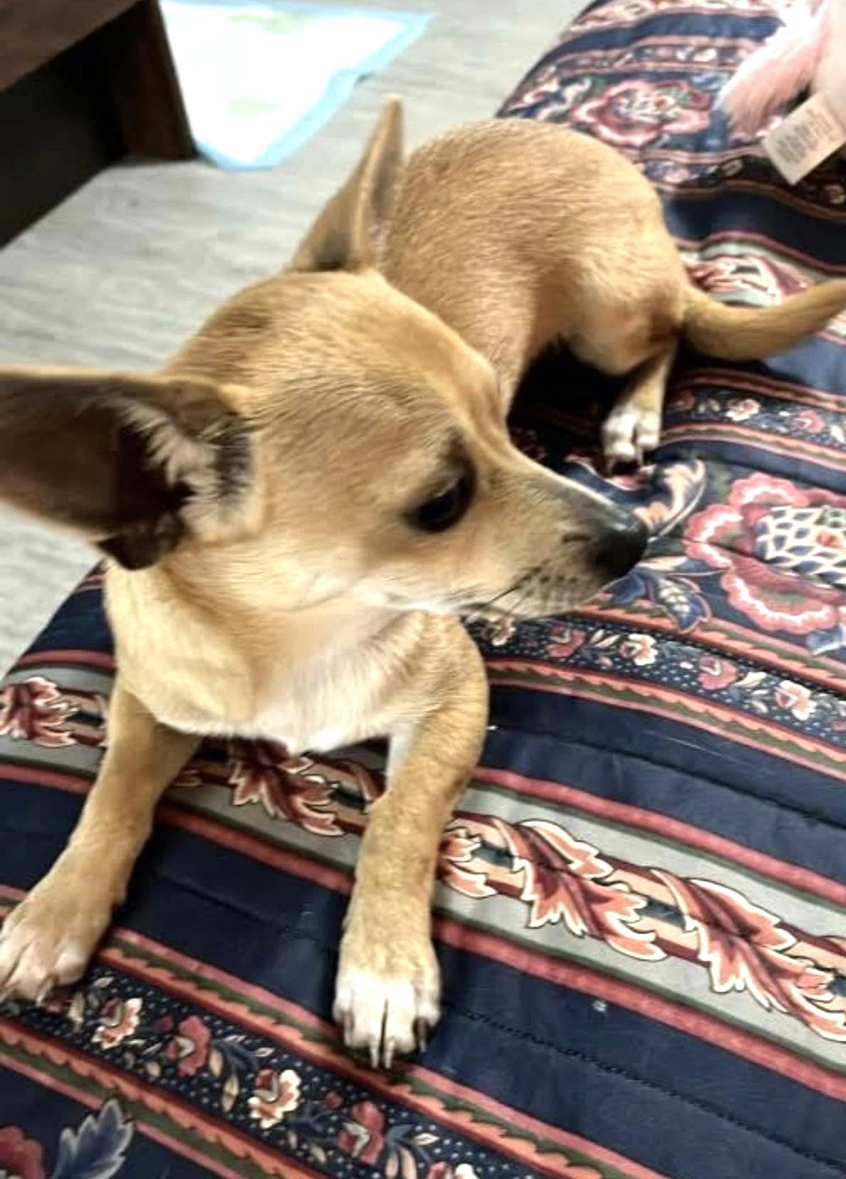 Joey — thumbnail 3