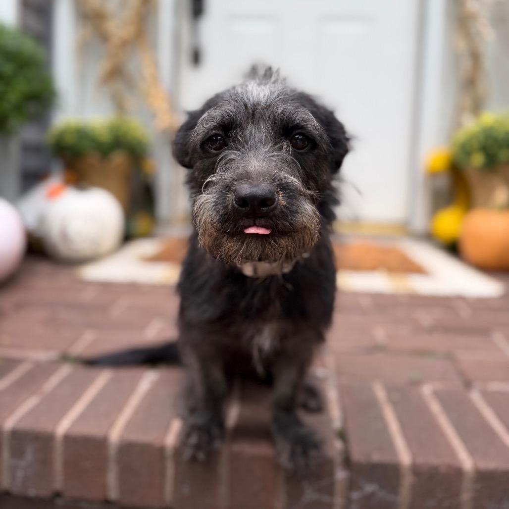 Hadley, Adoptable, Adult Female Terrier.