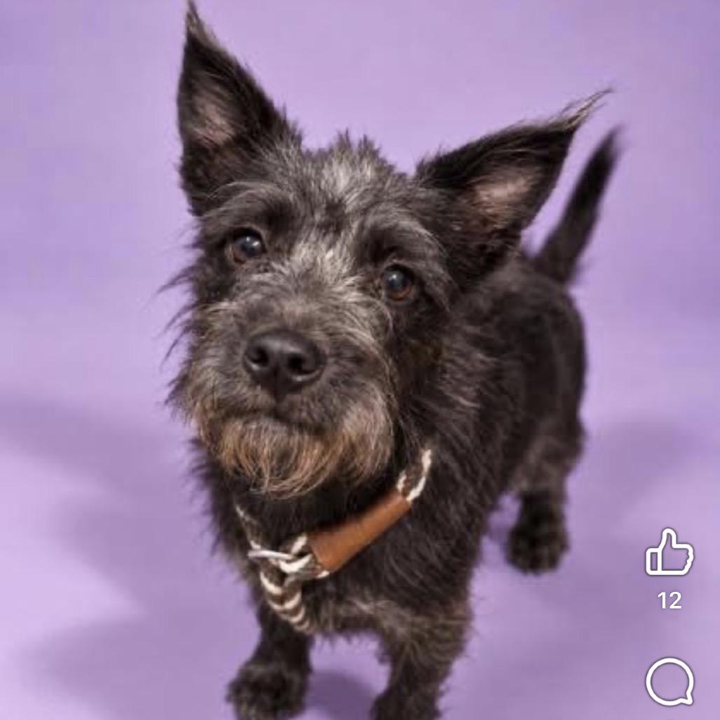 Enlarge Hadley, a Adoptable Terrier in Medford, NJ image 2/5