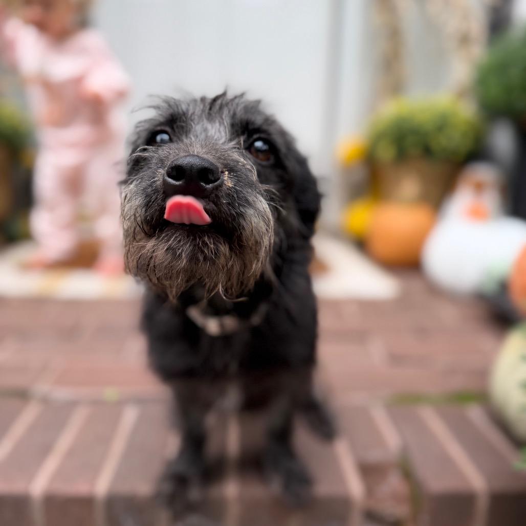 Enlarge Hadley, a Adoptable Terrier in Medford, NJ image 3/5
