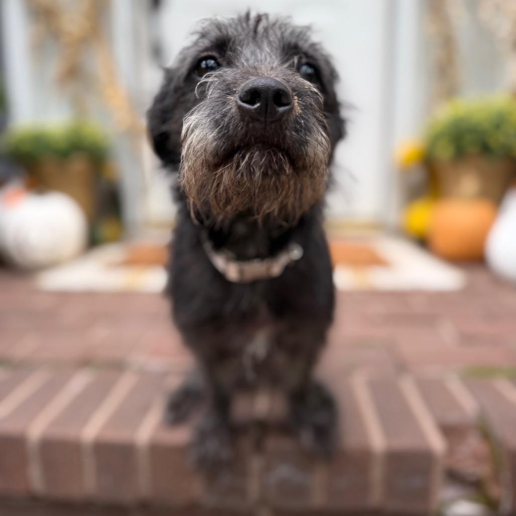 Enlarge Hadley, a Adoptable Terrier in Medford, NJ image 4/5