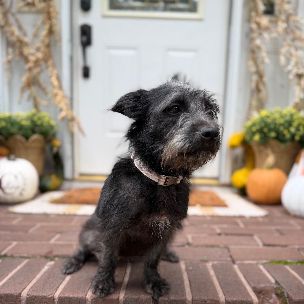 Enlarge Hadley, a Adoptable Terrier in Medford, NJ image 5/5