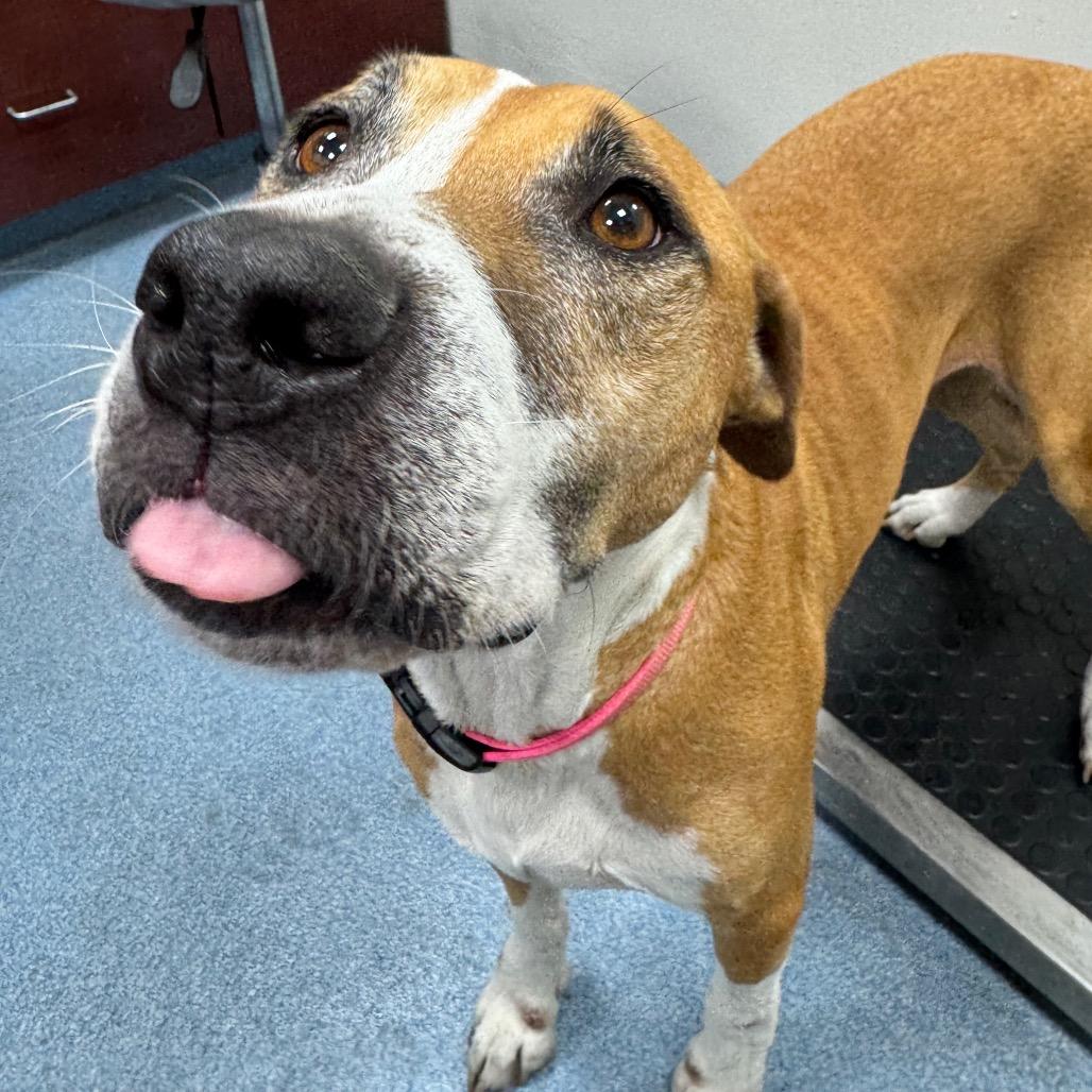 Enlarge Barbie, a Adoptable mixed breed in Gainesville, FL image 1/6