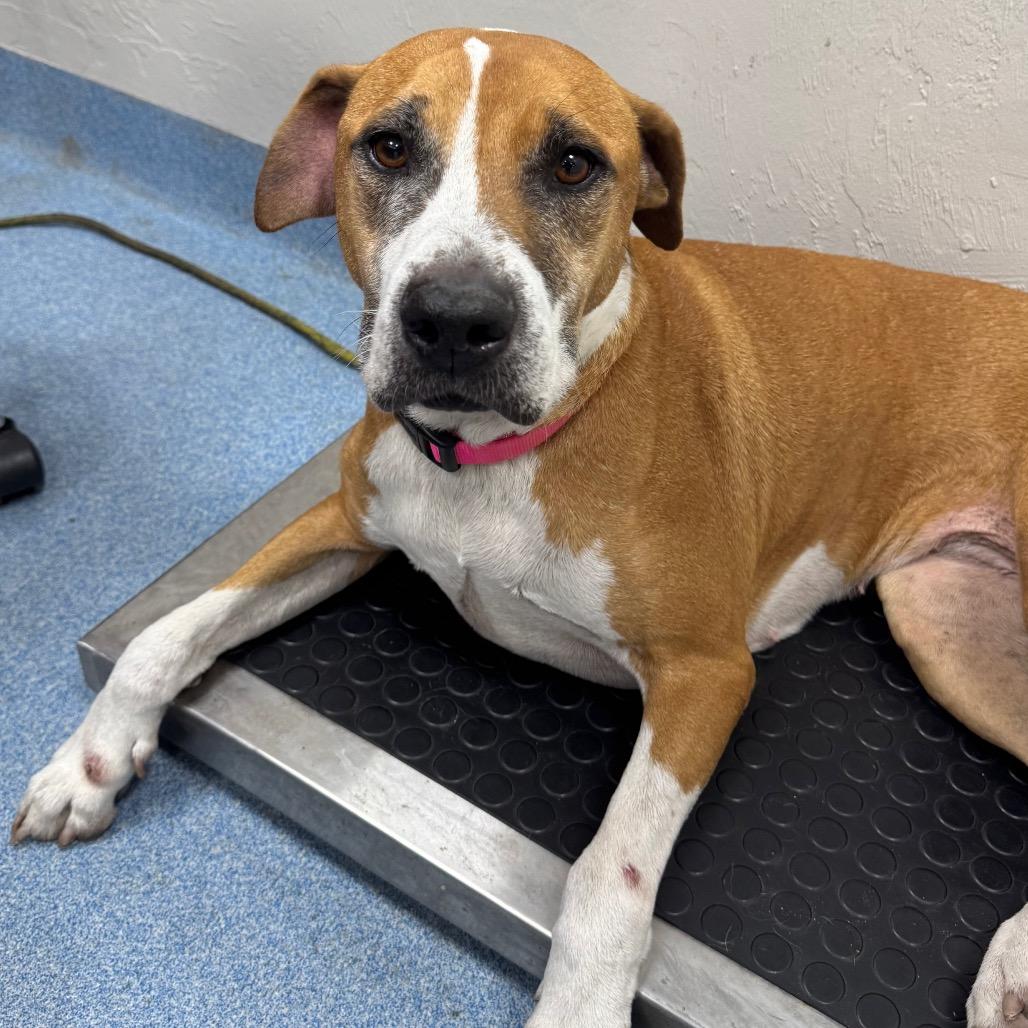 Enlarge Barbie, a Adoptable mixed breed in Gainesville, FL image 2/6