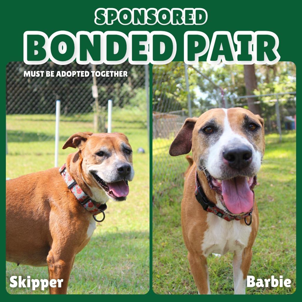 Enlarge Barbie, a Adoptable mixed breed in Gainesville, FL image 3/6