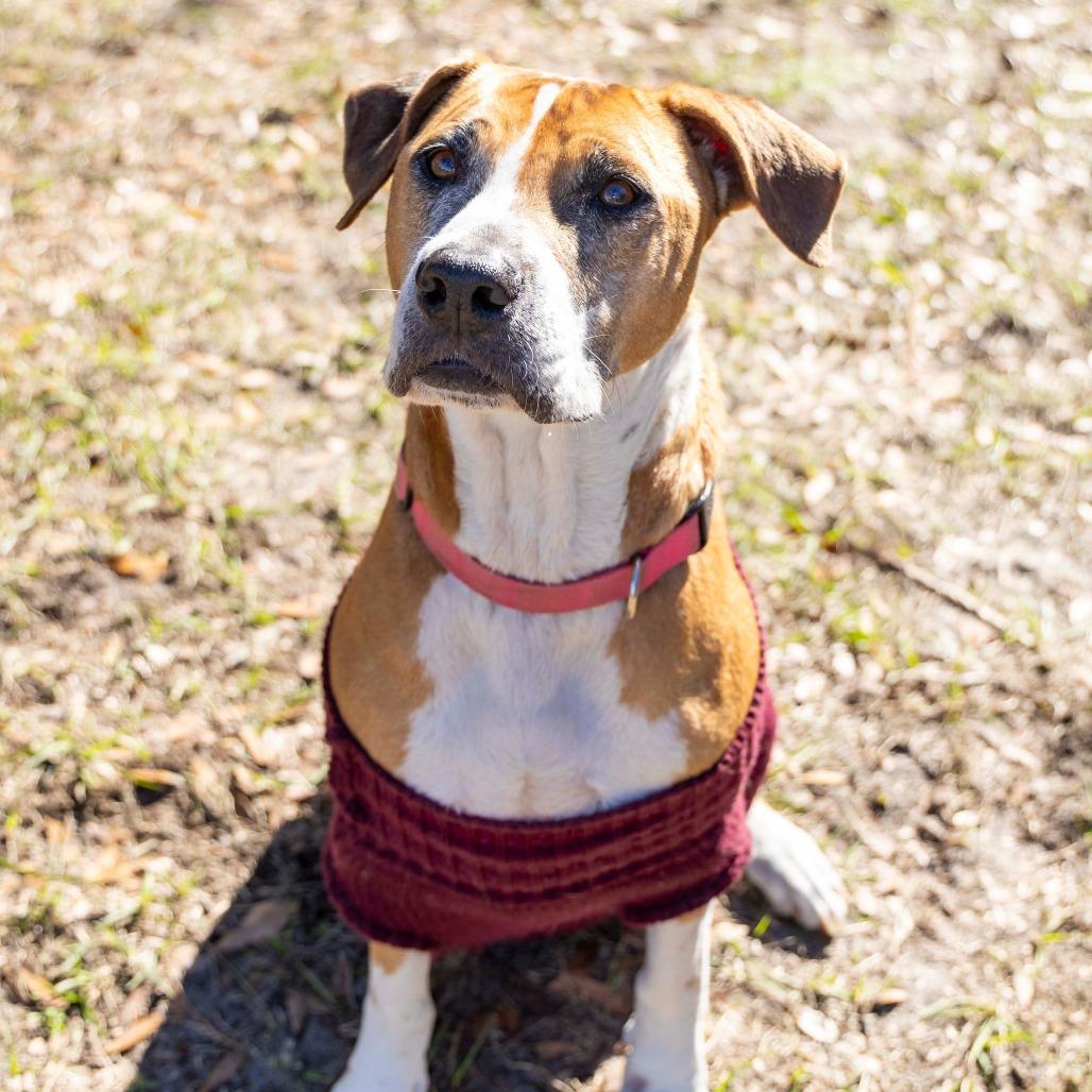 Enlarge Barbie, a Adoptable mixed breed in Gainesville, FL image 4/6