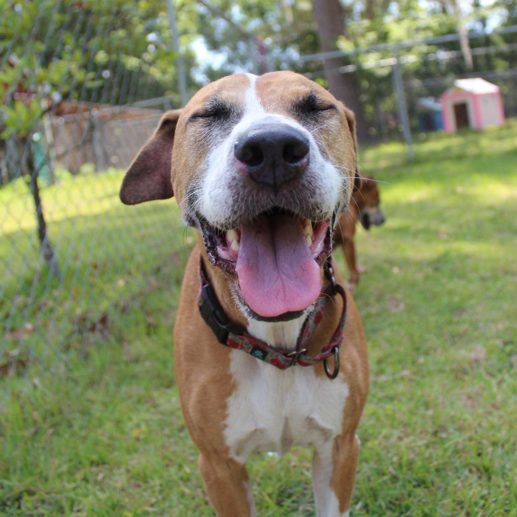 Barbie, a Adoptable mixed breed in Gainesville, FL image 4/6