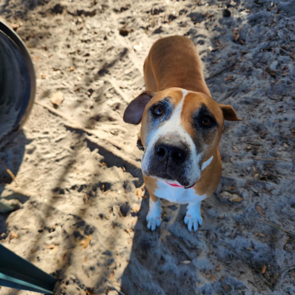 Enlarge Barbie, a Adoptable mixed breed in Gainesville, FL image 5/6