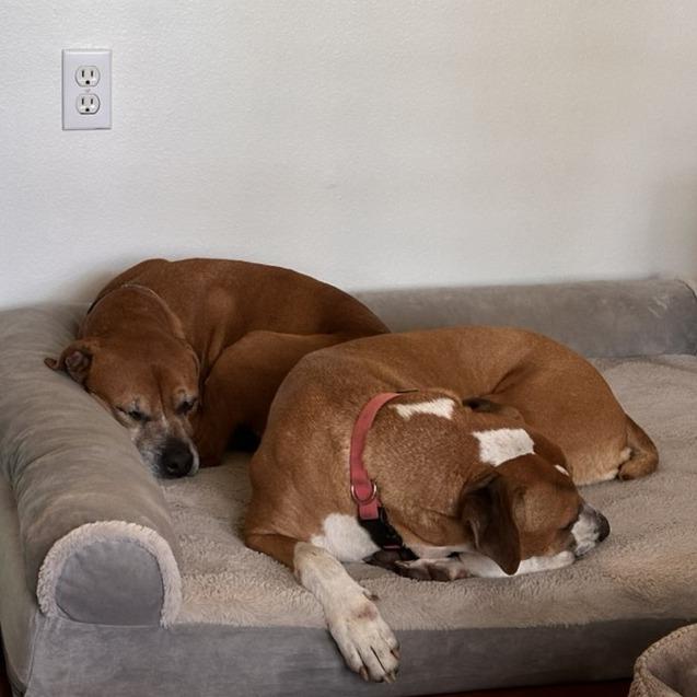 Enlarge Barbie, a Adoptable mixed breed in Gainesville, FL image 6/6