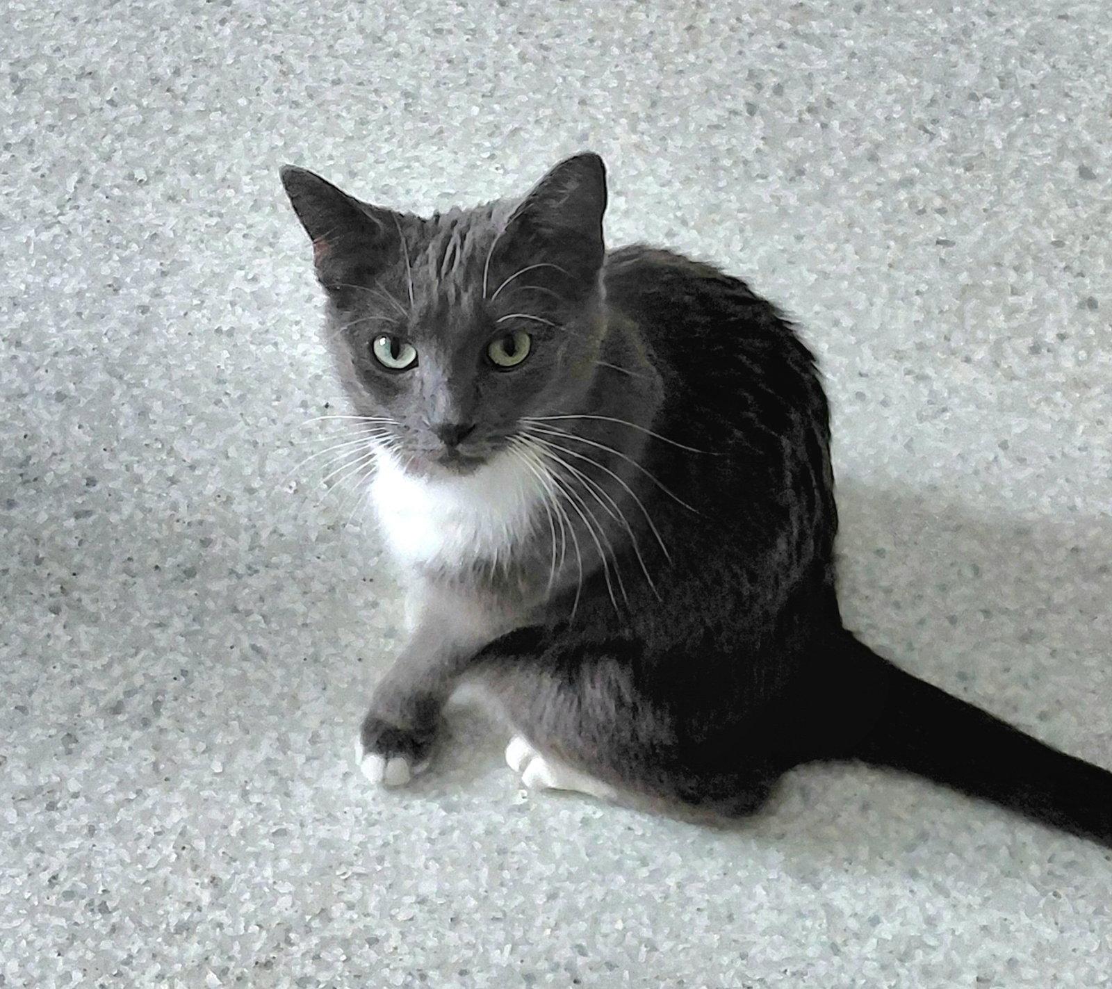 Gracie @ The Cat's Brew, Adopted, Adult Female Domestic Short Hair.