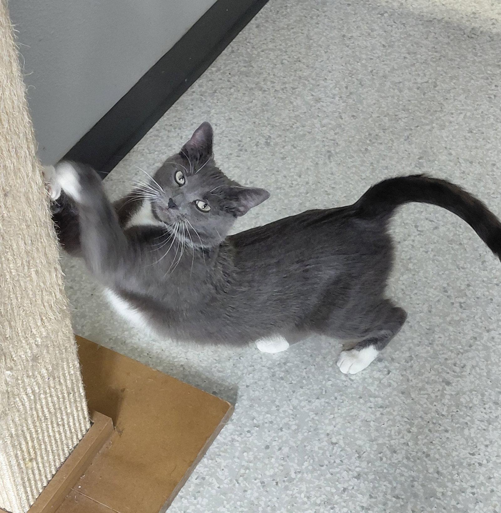 Enlarge Gracie @ The Cat's Brew, a Adopted Domestic Short Hair in Montello, WI image 2/3