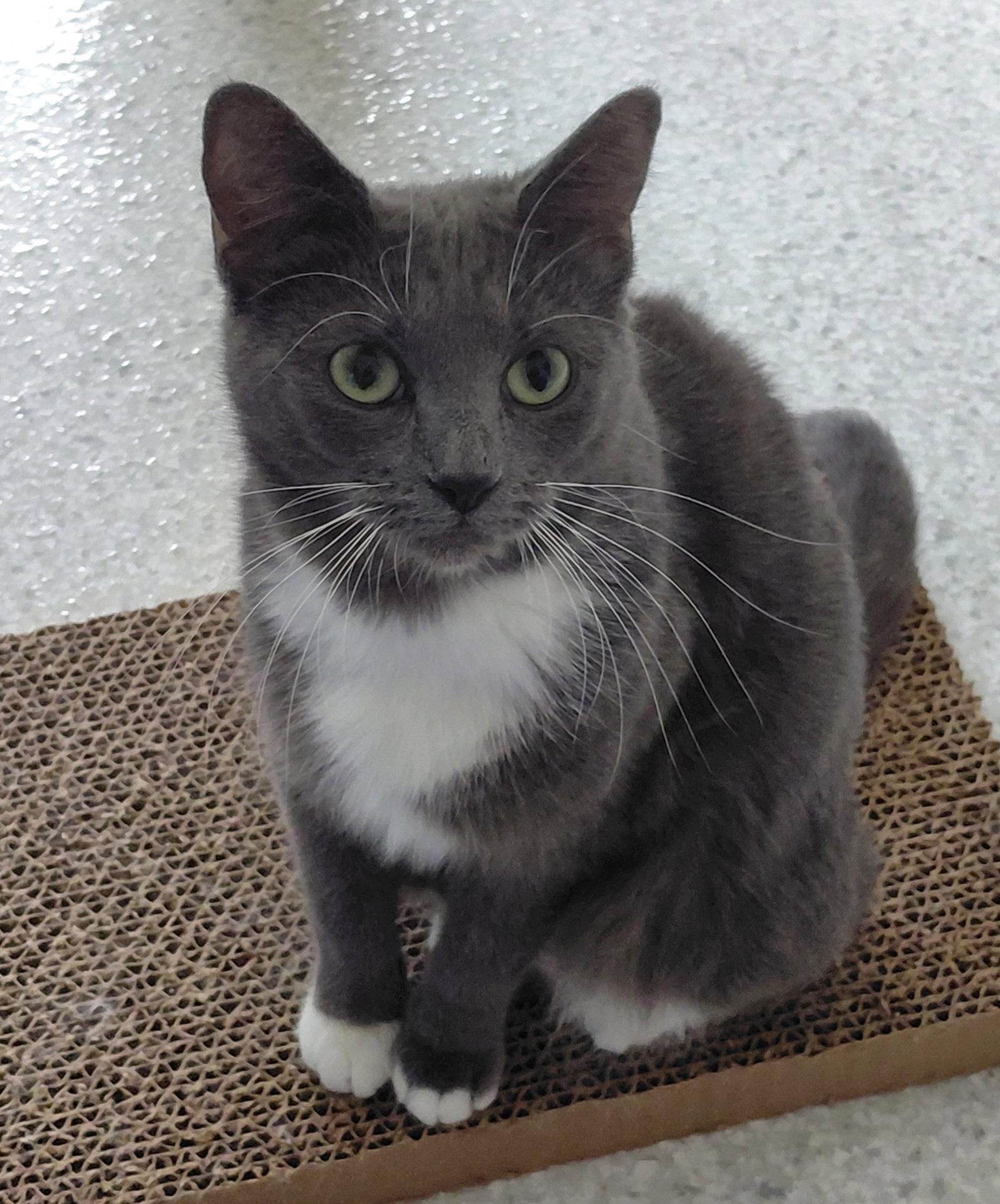 Enlarge Gracie @ The Cat's Brew, a Adopted Domestic Short Hair in Montello, WI image 3/3