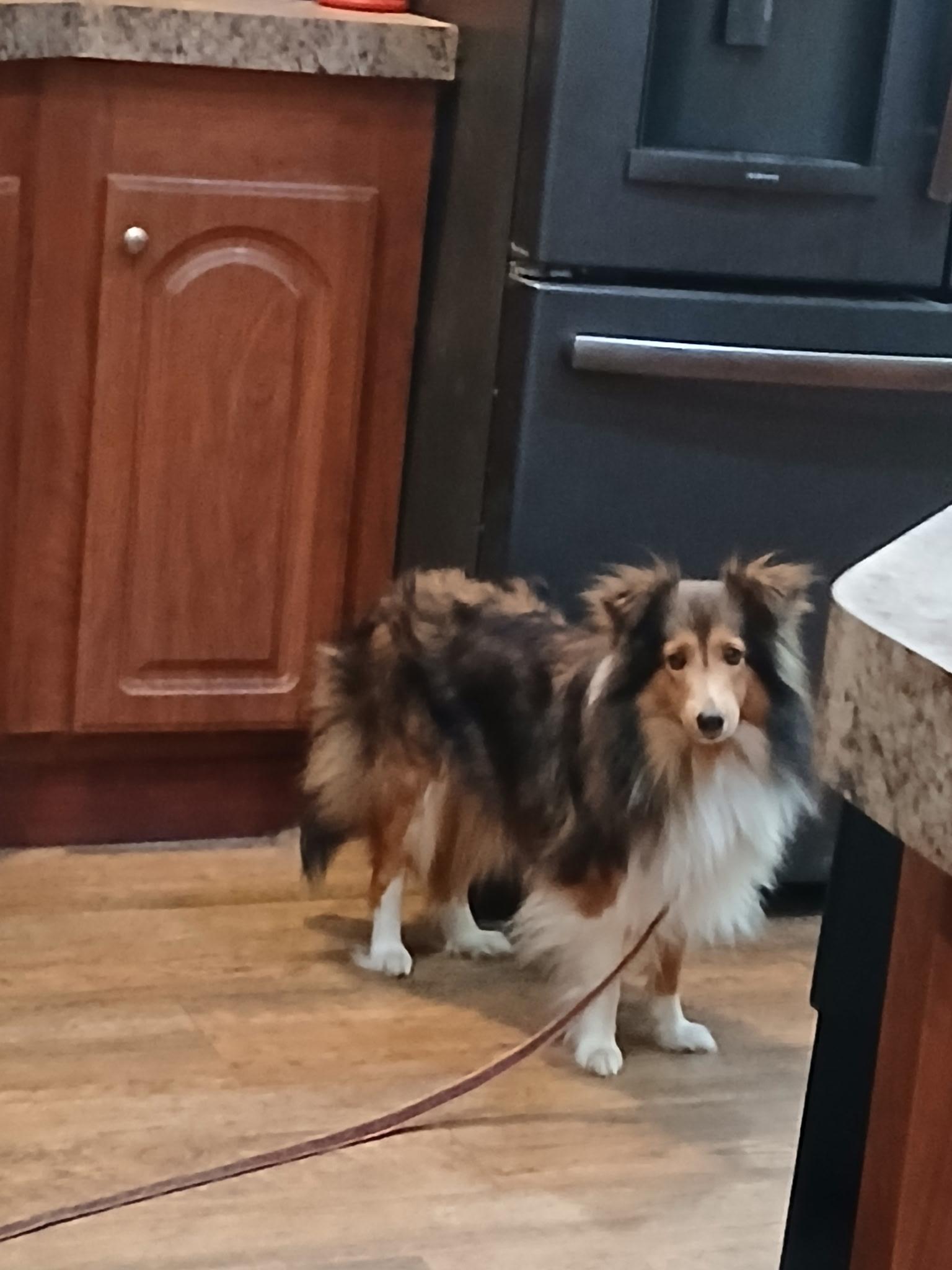 Frankie, Adoptable, Young Female Shetland Sheepdog / Sheltie.