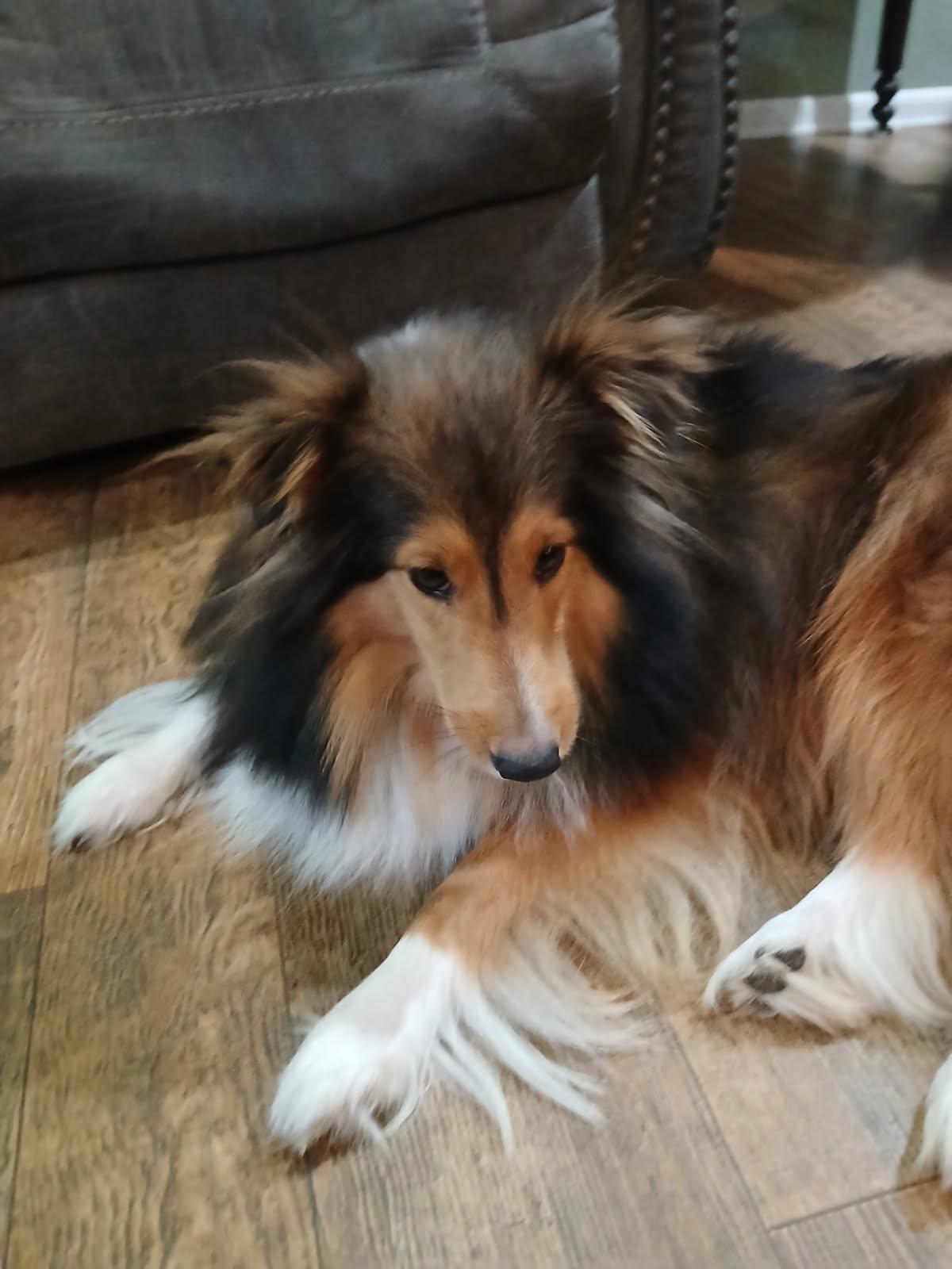 Enlarge Frankie, a Adoptable Shetland Sheepdog / Sheltie in Palm Bay, FL image 3/3