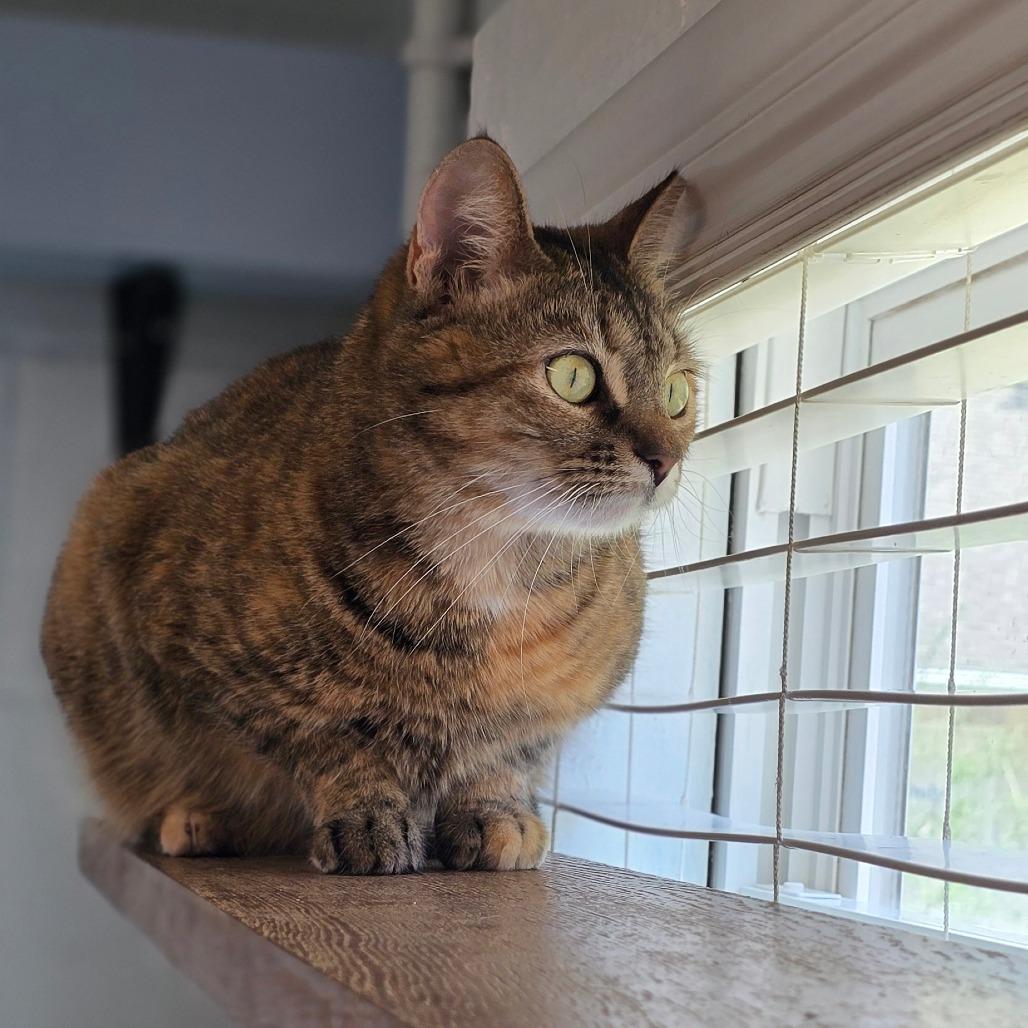 Regina George, Adoptable, Adult Female Domestic Short Hair.