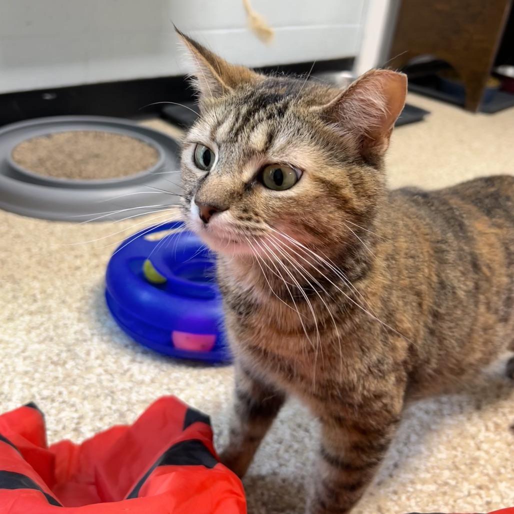 Enlarge Regina George, a Adoptable Domestic Short Hair in Newport, NC image 2/6