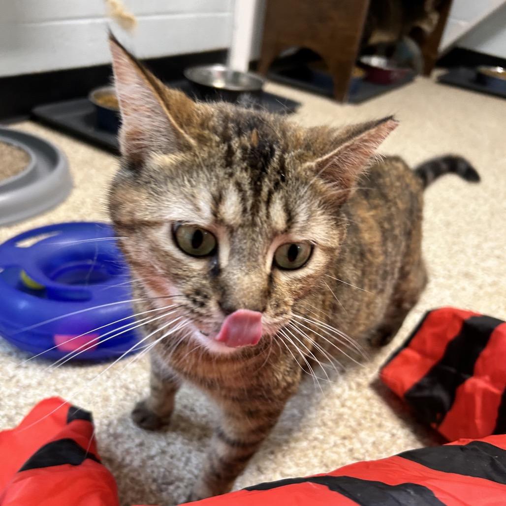 Enlarge Regina George, a Adoptable Domestic Short Hair in Newport, NC image 3/6