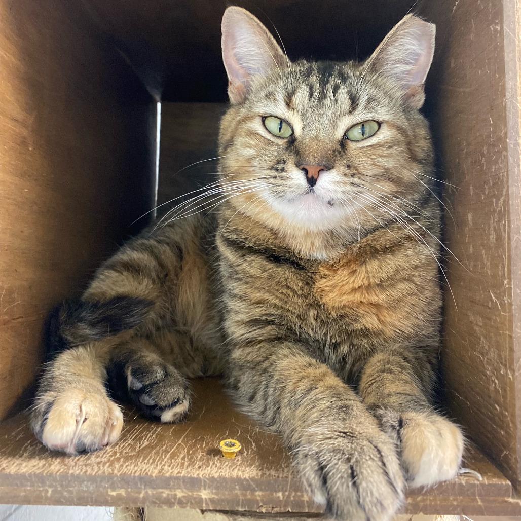 Enlarge Regina George, a Adoptable Domestic Short Hair in Newport, NC image 4/6