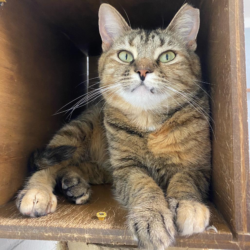 Enlarge Regina George, a Adoptable Domestic Short Hair in Newport, NC image 5/6