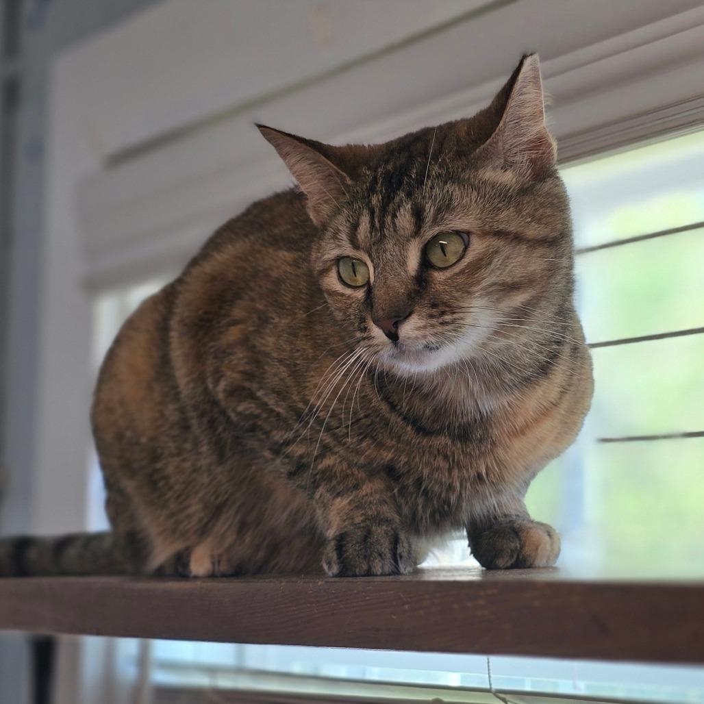 Enlarge Regina George, a Adoptable Domestic Short Hair in Newport, NC image 6/6