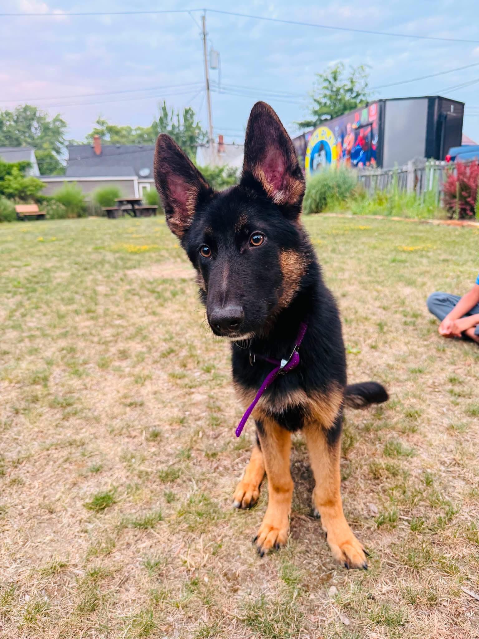 Enlarge Darby, a ADOPTABLE German Shepherd Dog in Lyndhurst, OH image 1/1