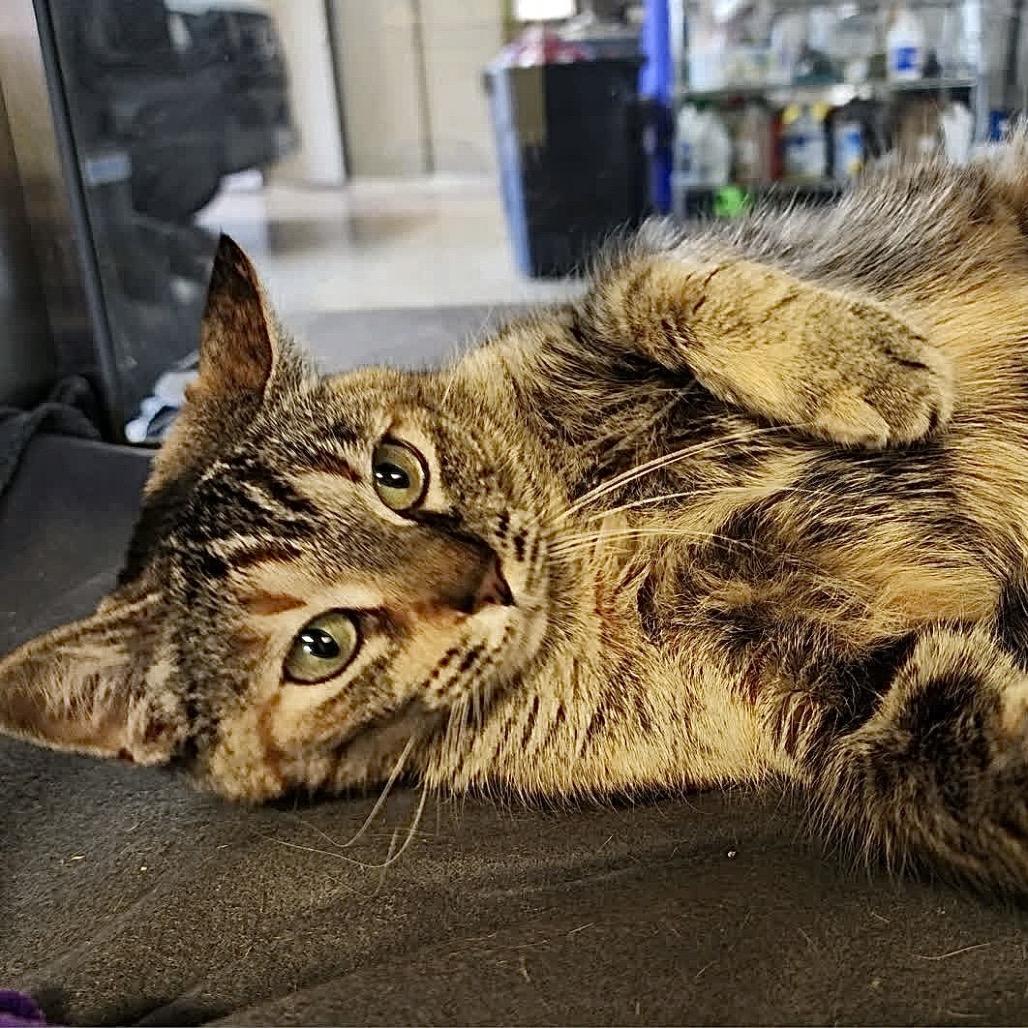 Fetti — thumbnail 2