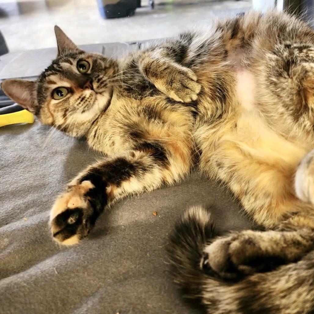 Fetti — thumbnail 3