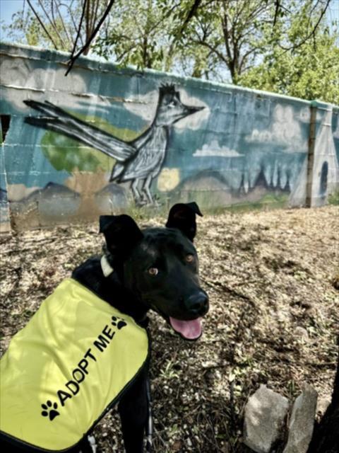 ZANE, Adoptable, Adult Male Mixed Breed.