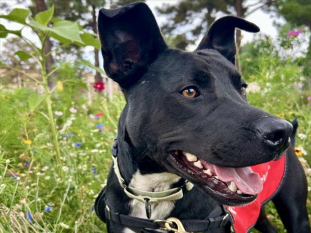 ZANE, Adoptable, Adult Male Mixed Breed.