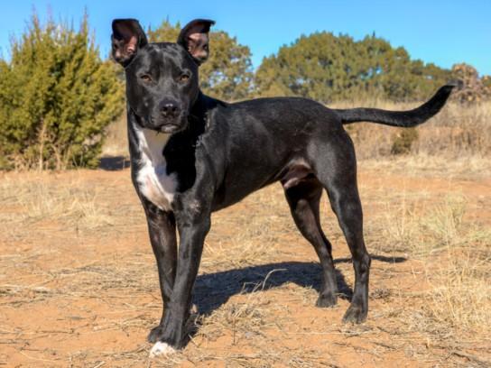 ZANE, Adoptable, Young Male Mixed Breed.