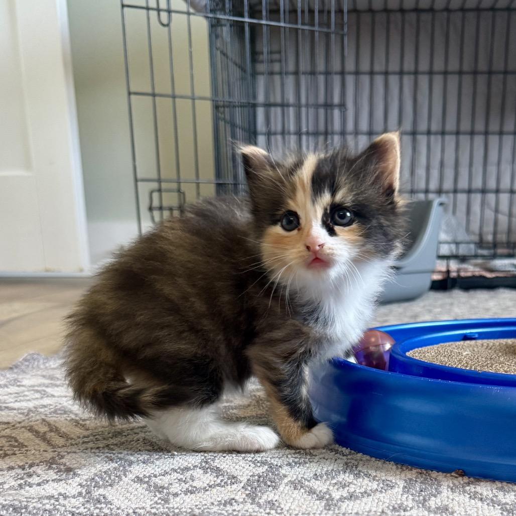 Happy, Adoptable, Kitten Female American Shorthair.