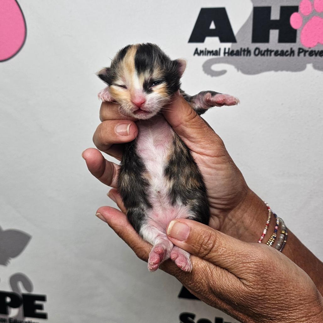 Enlarge Happy, a Adoptable mixed breed in Milton, FL image 1/2