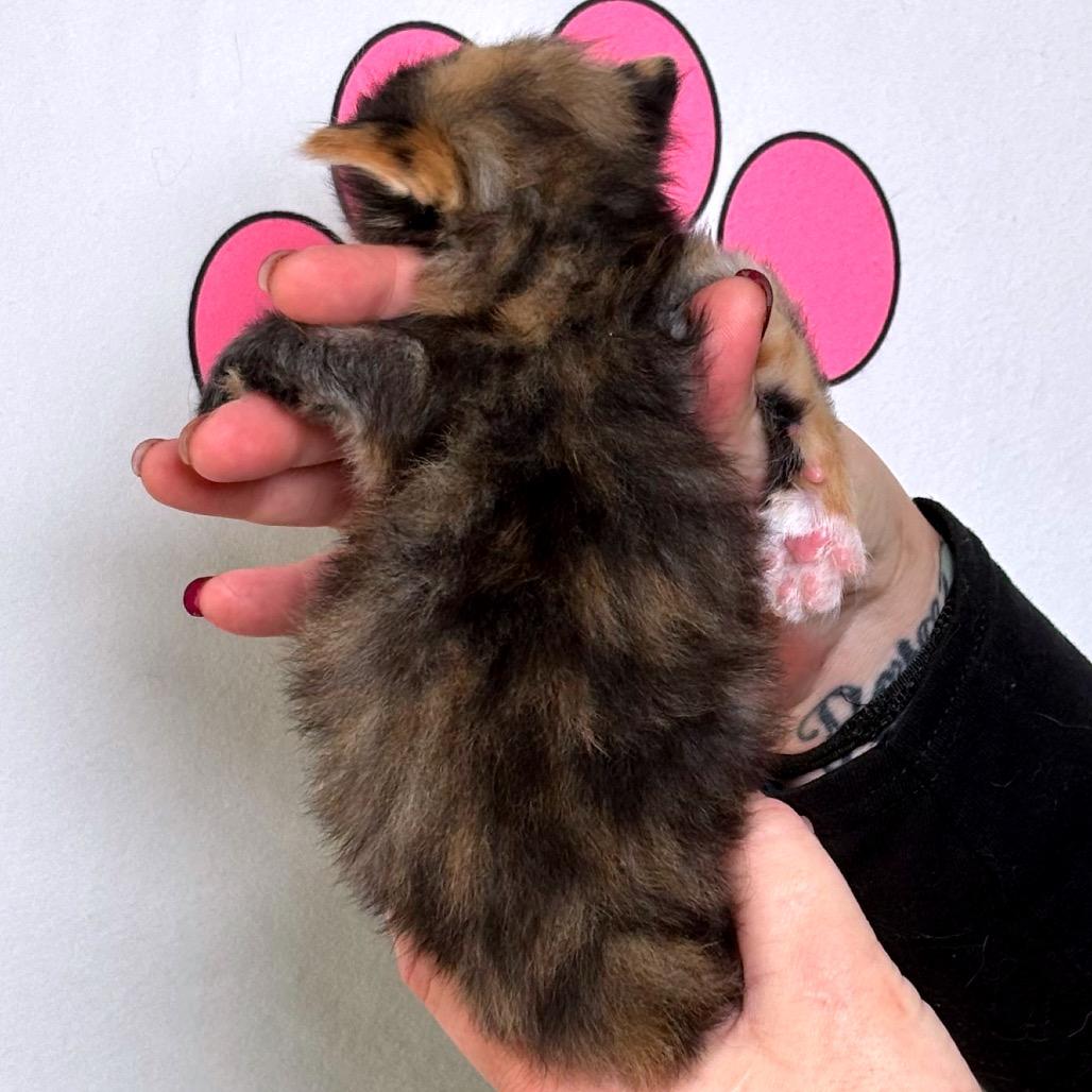 Enlarge Happy, a Adoptable mixed breed in Milton, FL image 3/6