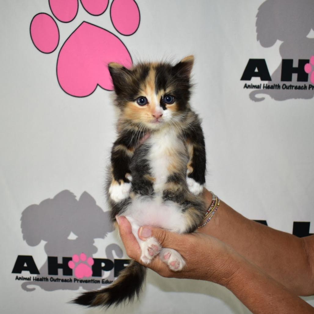 Enlarge Happy, a Adoptable mixed breed in Milton, FL image 4/6