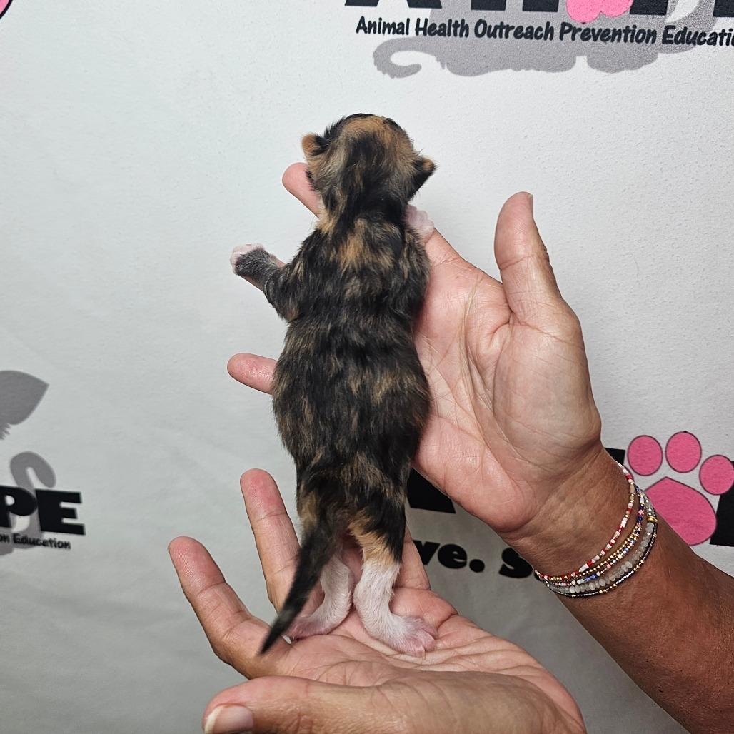 Enlarge Happy, a Adoptable mixed breed in Milton, FL image 2/2