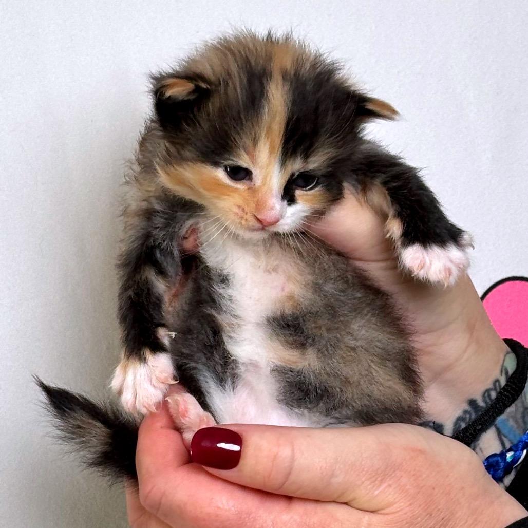 Enlarge Happy, a Adoptable mixed breed in Milton, FL image 6/6