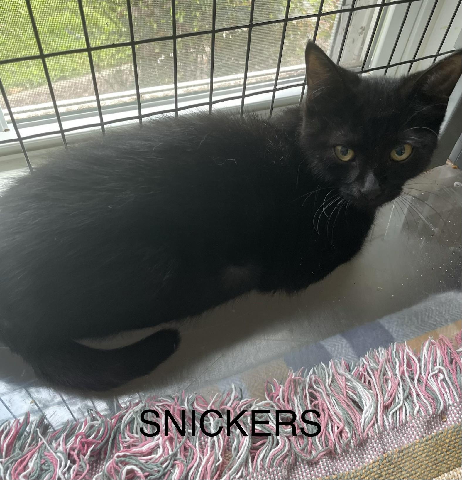 Enlarge Snickers, a Adoptable Domestic Short Hair in lititz, PA image 1/1