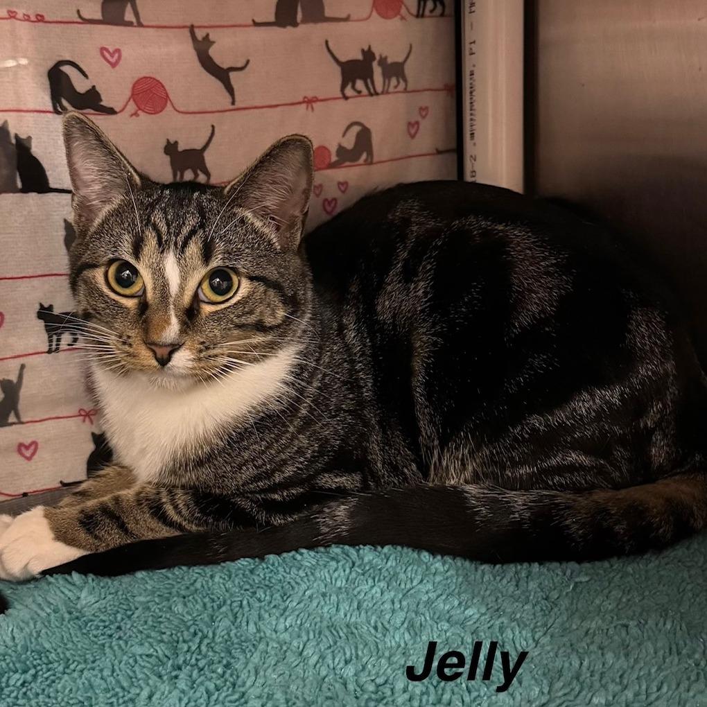 Jelly — thumbnail 5