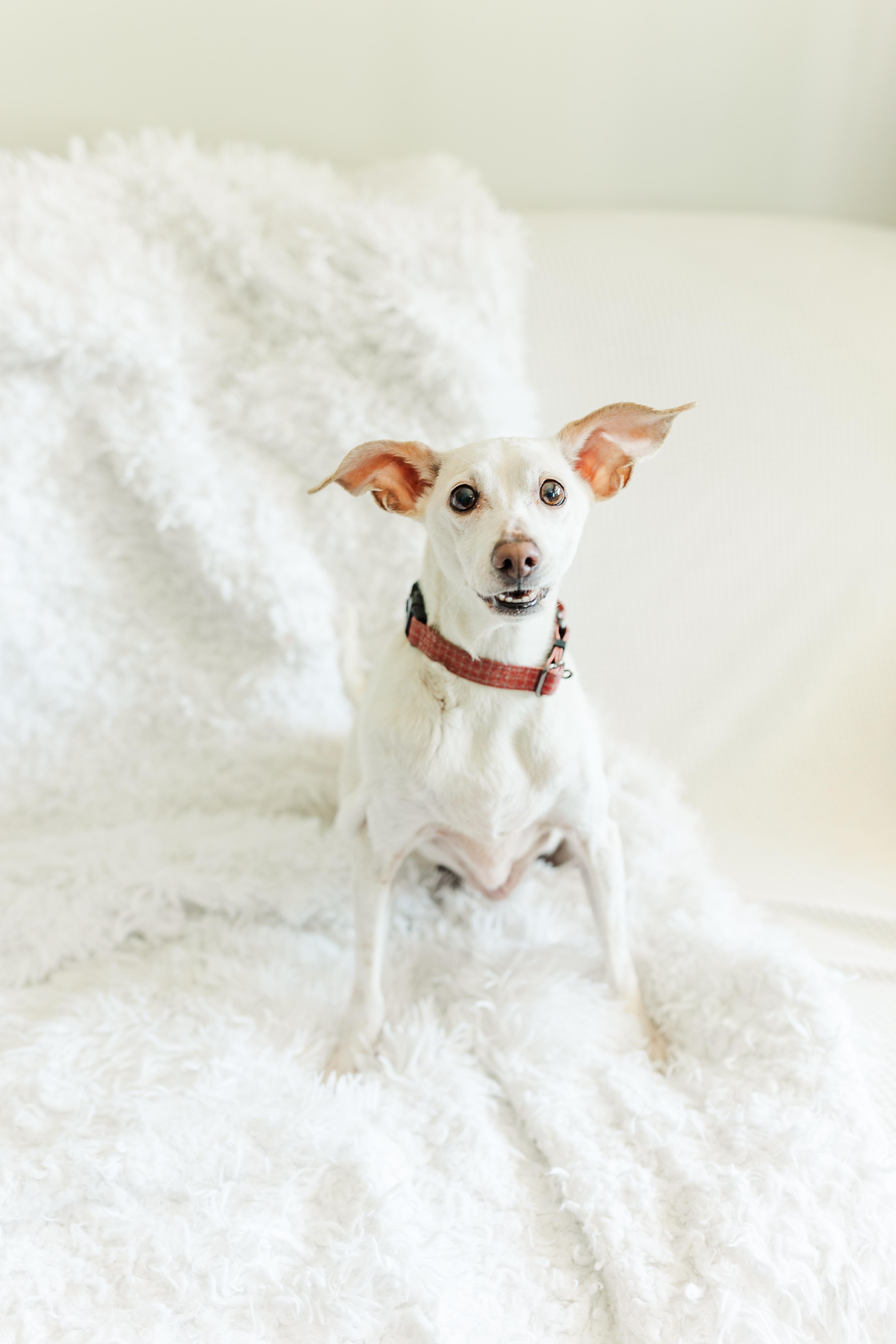 Rosie, an adopted mixed breed in Franklin, TN image 1/6