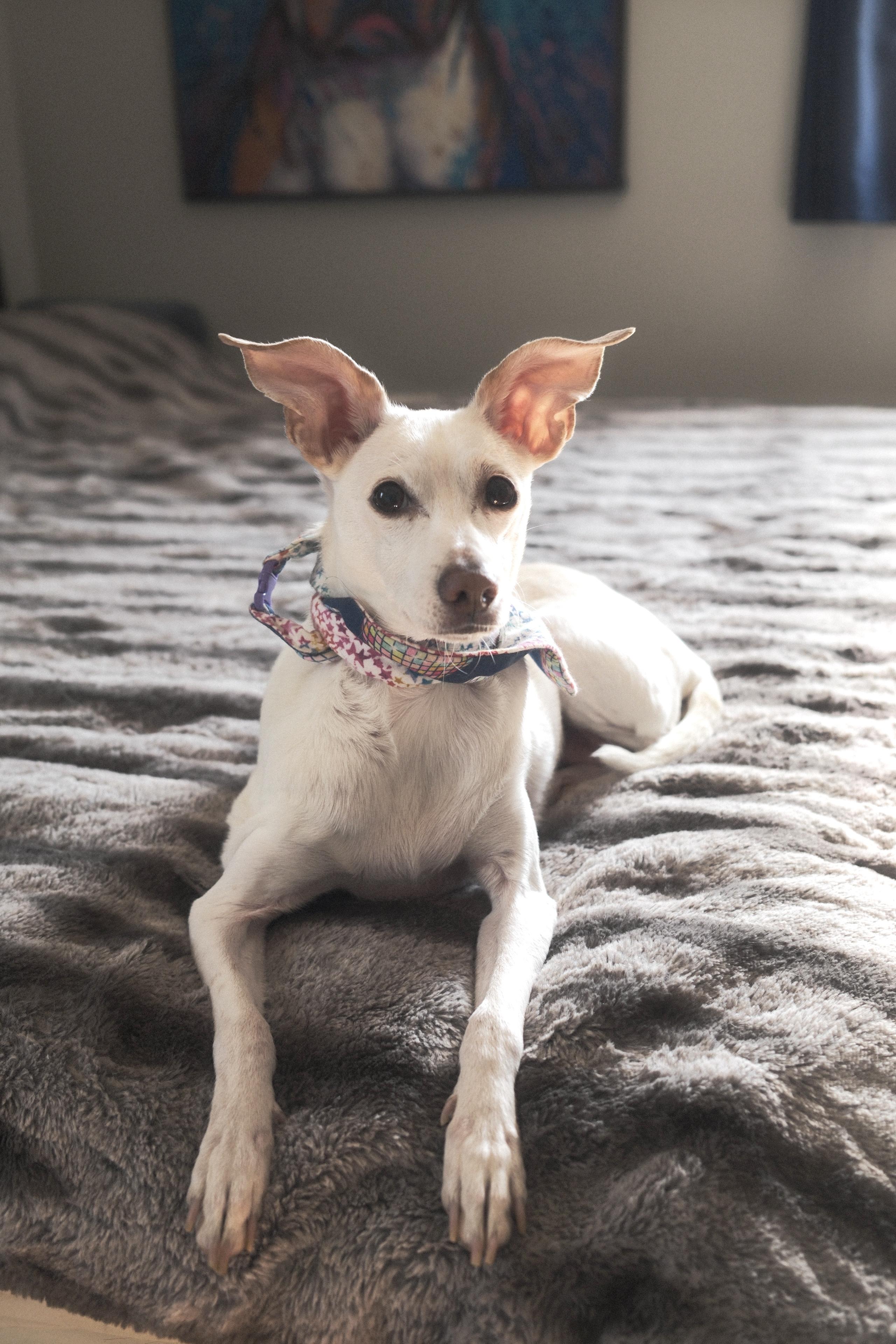 Rosie, an adopted mixed breed in Franklin, TN image 4/6