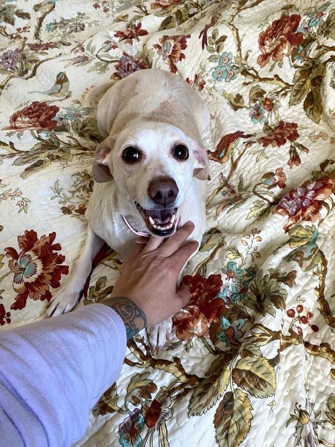 Rosie, ADOPTABLE, Senior Female Chihuahua.