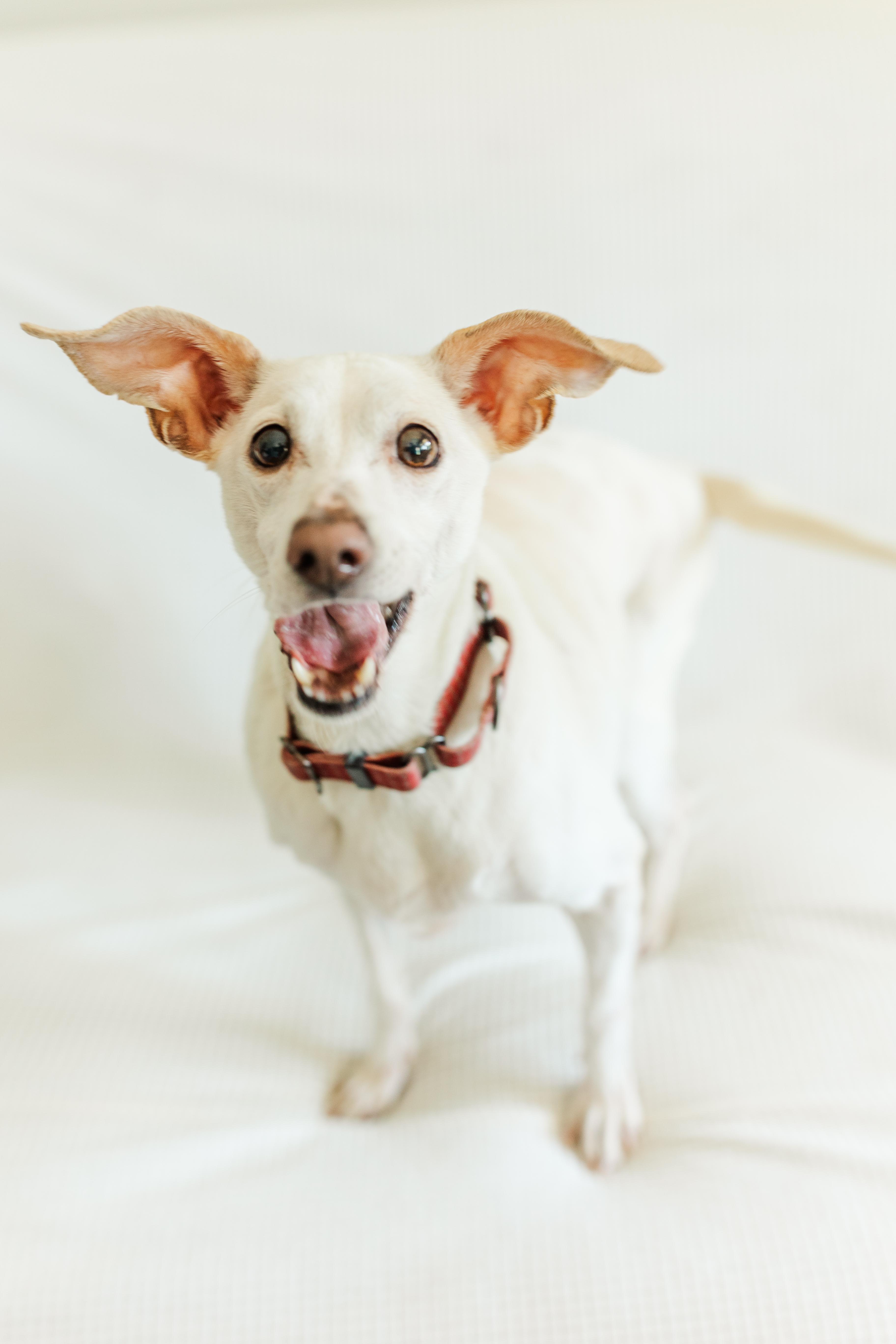 Rosie, an adopted mixed breed in Franklin, TN image 2/6